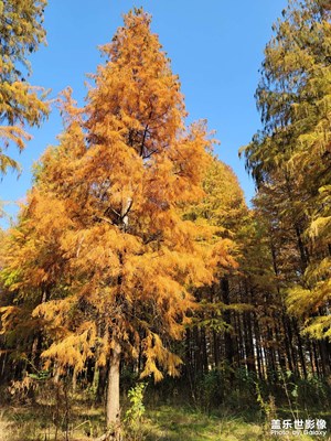【秋暮冬初】风景美如画
