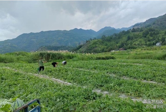 【Note手机里的春夏秋冬】西瓜丰收