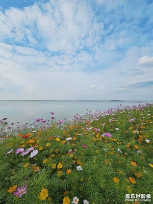 格桑花海
