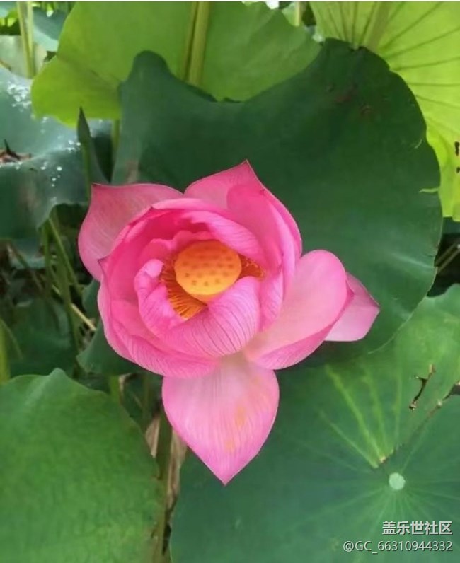 【Note手机里的春夏秋冬】荷花池