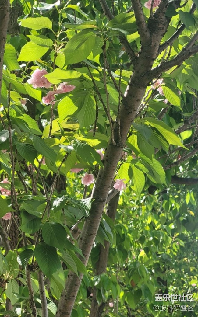 【Note手机里的春夏秋冬】四月樱花季