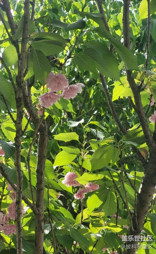【Note手机里的春夏秋冬】四月樱花季