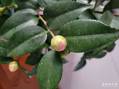 【见微知著】初冬的花花草草