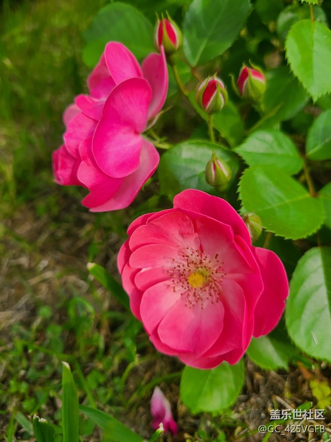 【Note手机里的春夏秋冬】春天的生机