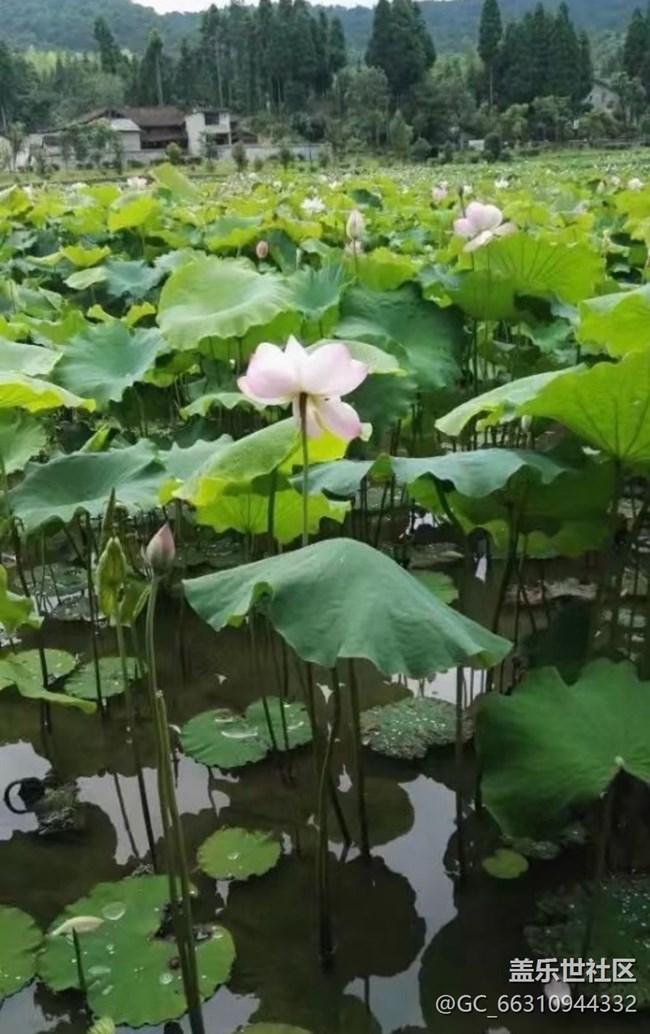 【Note手机里的春夏秋冬】荷花池