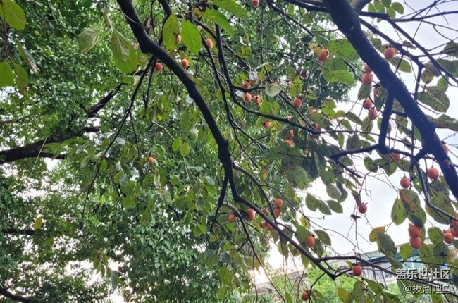 【Note手机里的春夏秋冬】柿柿如意