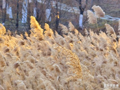 【见微知著】+芦苇花