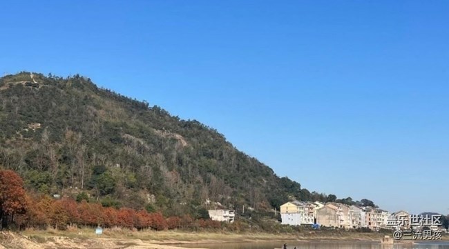 【金色回忆】红松