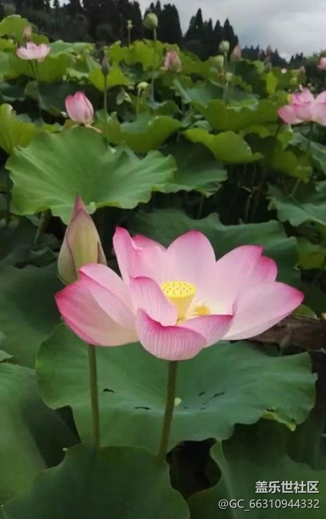 【Note手机里的春夏秋冬】荷花池