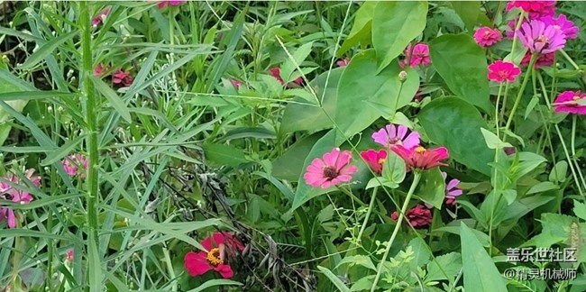 【Note手机里的春夏秋冬】秋天百日菊