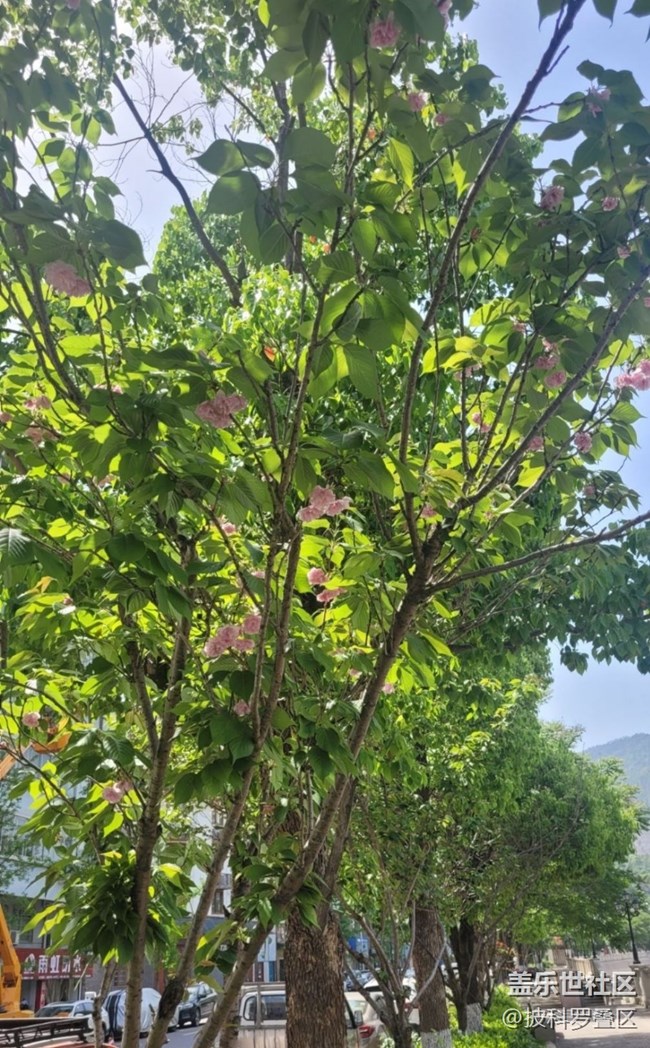 【Note手机里的春夏秋冬】四月樱花季