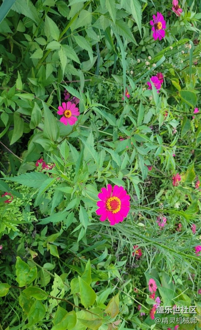 【Note手机里的春夏秋冬】秋天百日菊