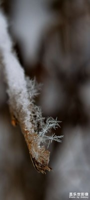 【见微知著】+雪花与玩偶