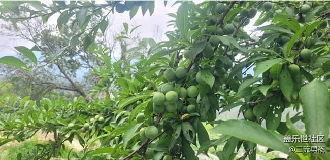 【Note手机里的春夏秋冬】盛夏果实