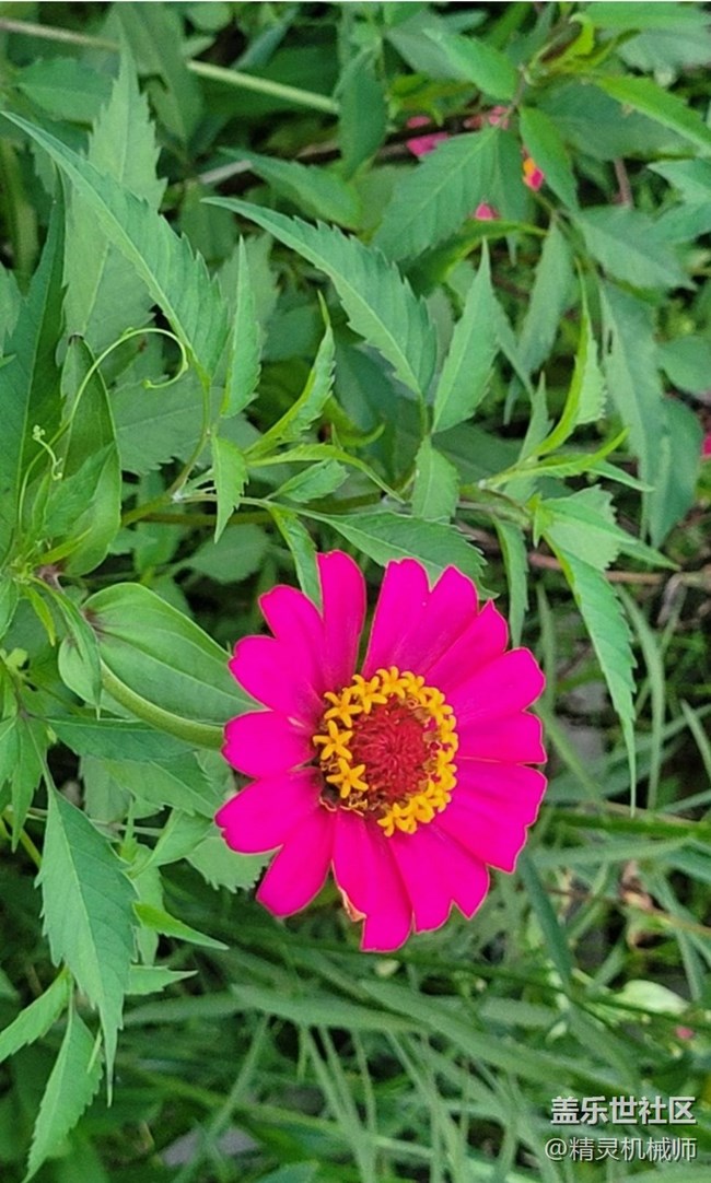【Note手机里的春夏秋冬】秋天百日菊