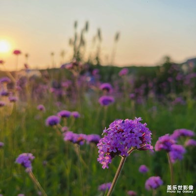 手机里的风景照