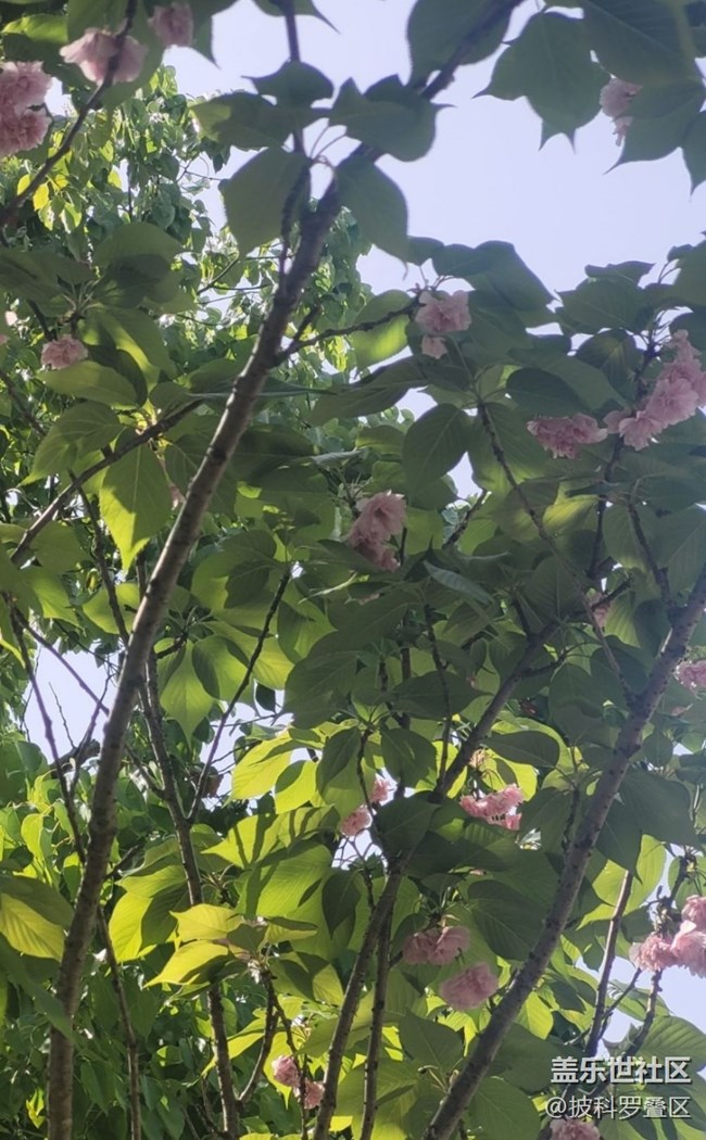 【Note手机里的春夏秋冬】四月樱花季