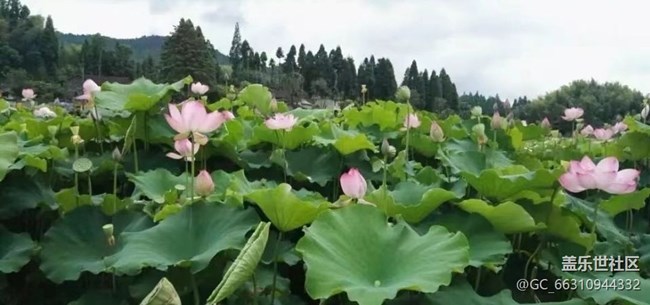 【Note手机里的春夏秋冬】荷花池