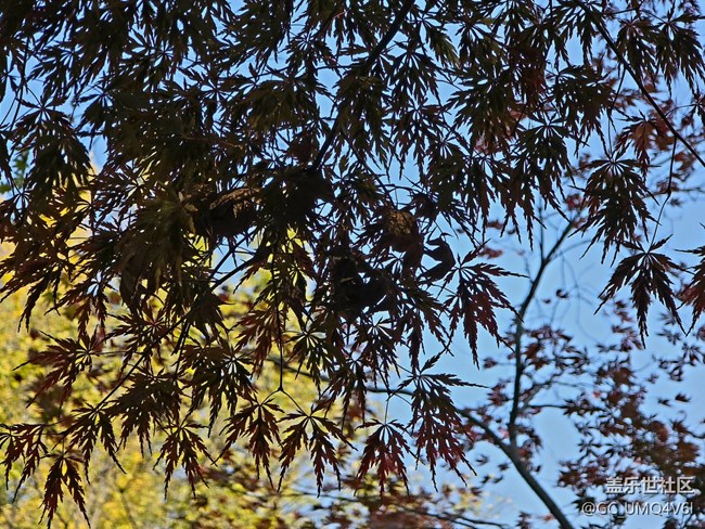 【秋霞圃线下摄影活动】+透着光的枫叶