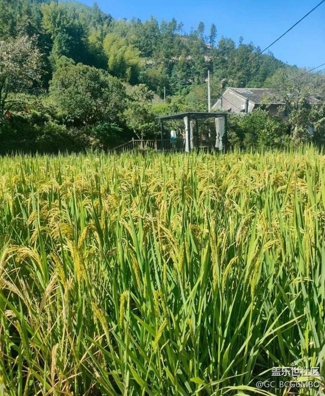【Note手机里的春夏秋冬】穗满