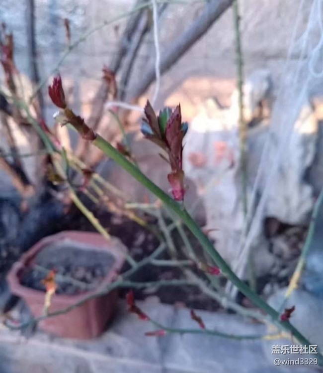 【Note手机里的春夏秋冬】春芽