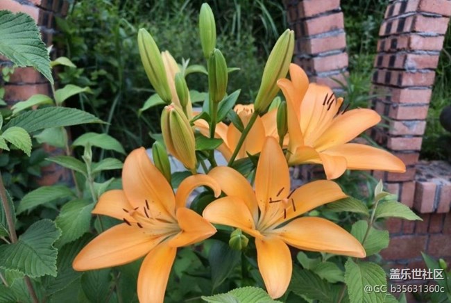 【Note手机里的春夏秋冬】美丽花