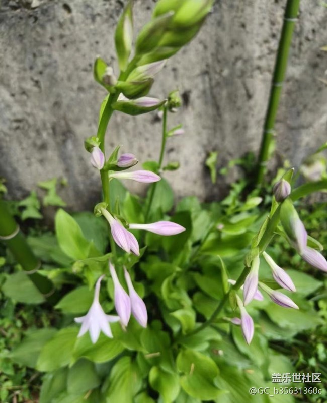 【Note手机里的春夏秋冬】美丽花