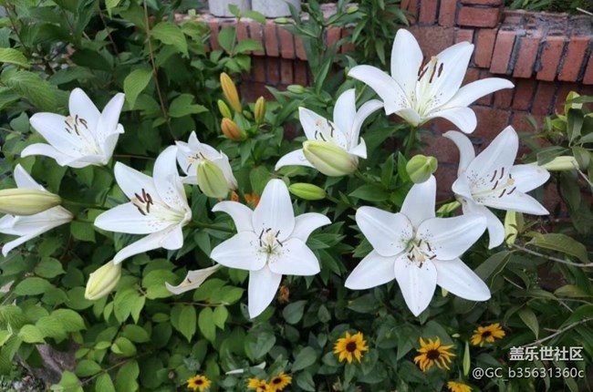 【Note手机里的春夏秋冬】美丽花