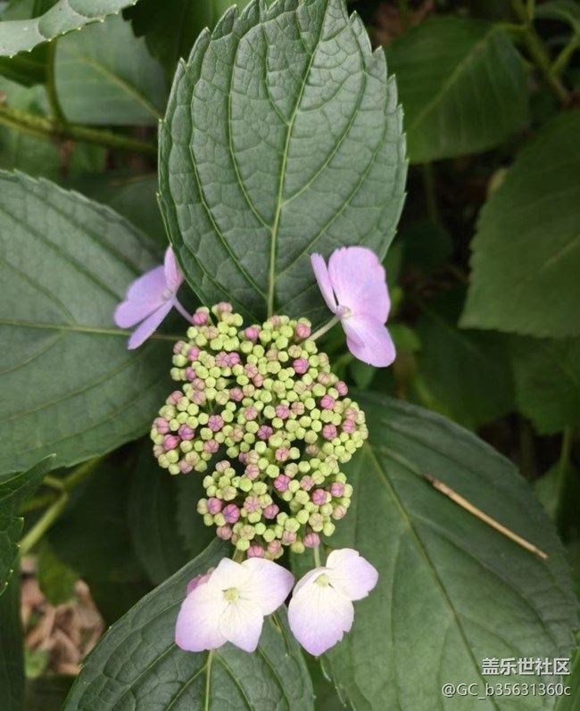 【Note手机里的春夏秋冬】美丽花