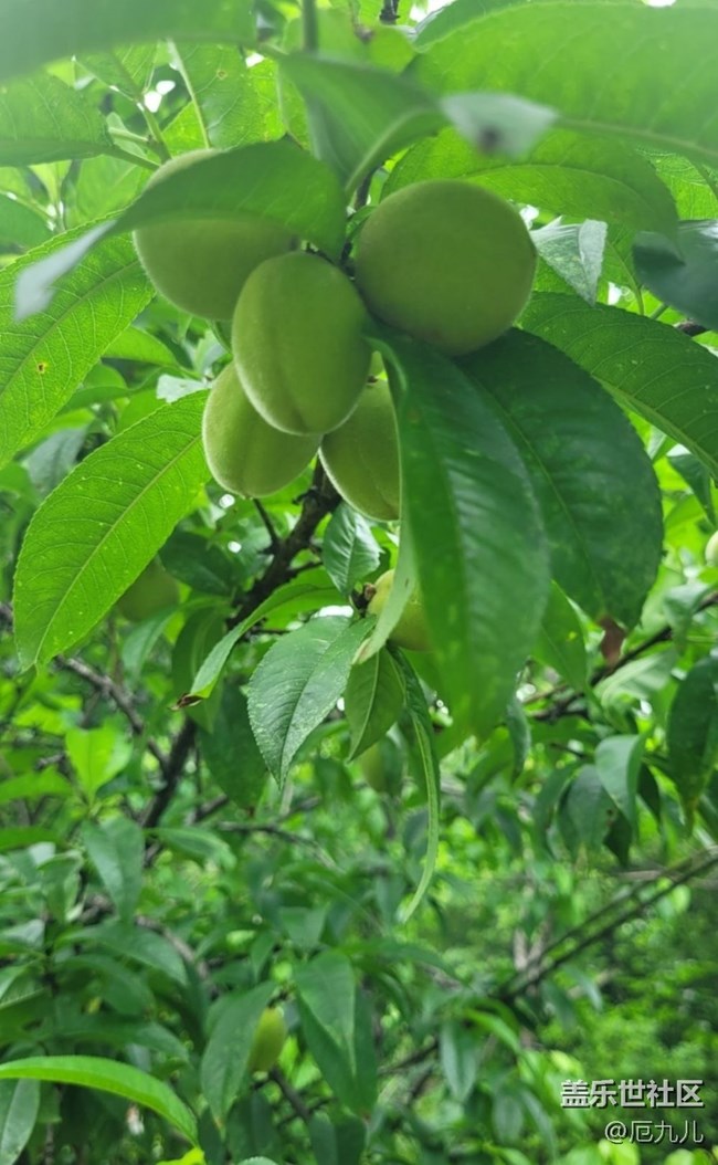 【Note手机里的春夏秋冬】桃树