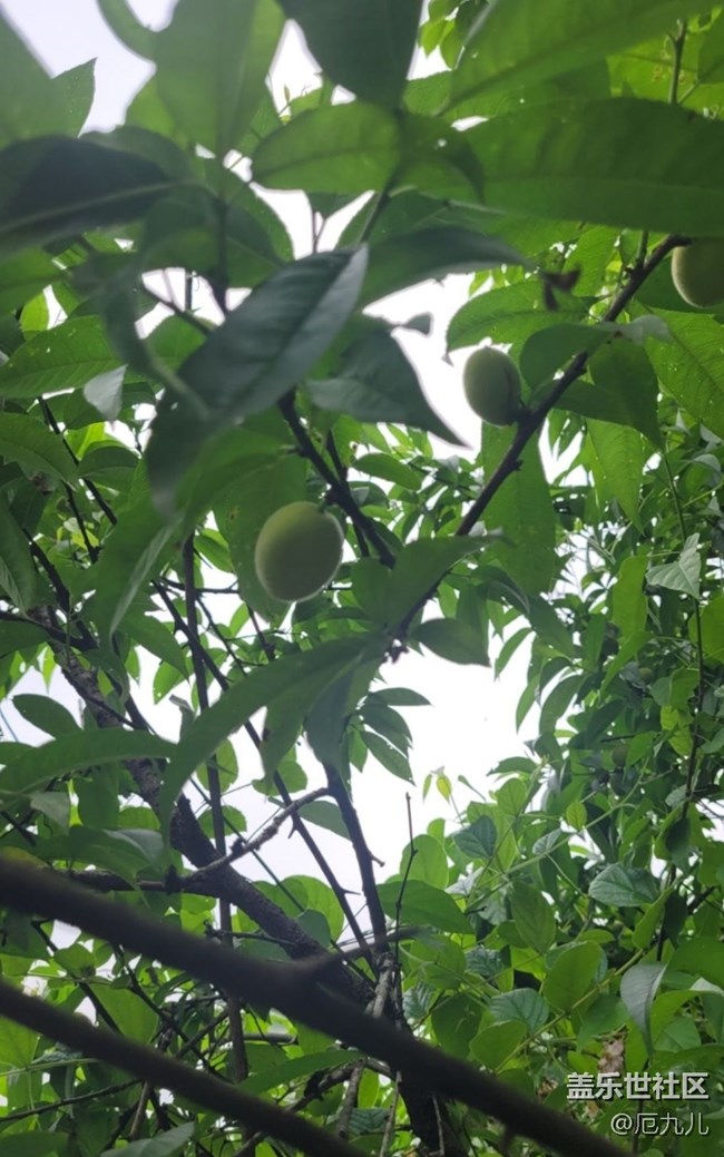【Note手机里的春夏秋冬】桃树