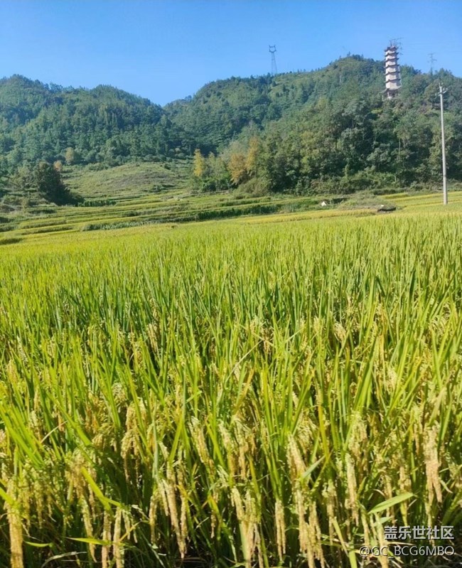 【Note手机里的春夏秋冬】穗满