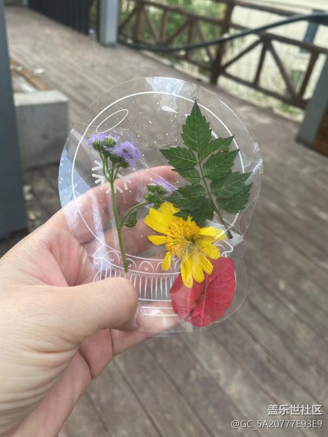 【金色回忆】秋叶