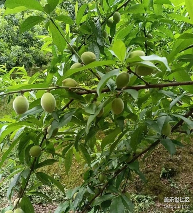 【Note手机里的春夏秋冬】挂果期