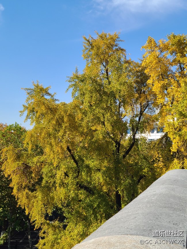 【金色回忆】秋天的回忆