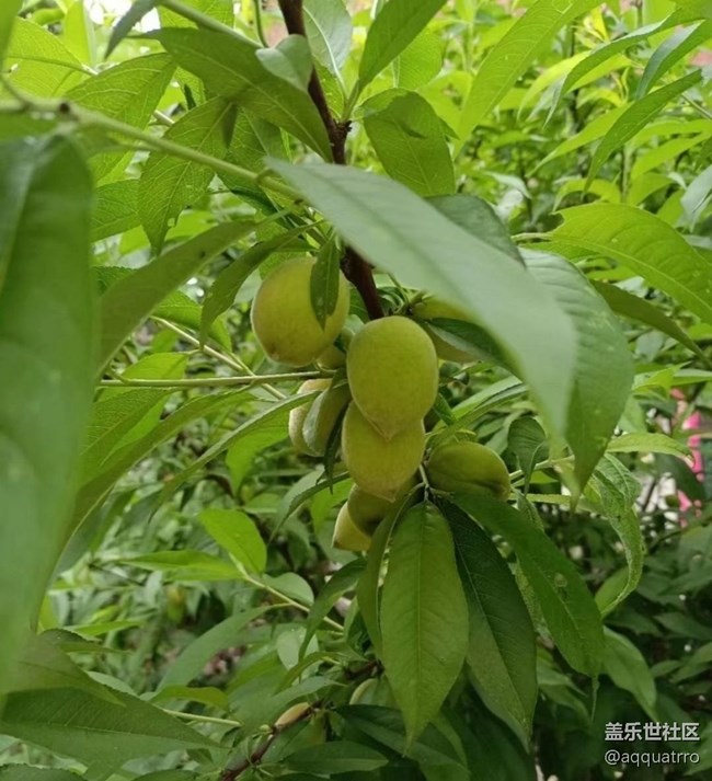 【Note手机里的春夏秋冬】挂果期