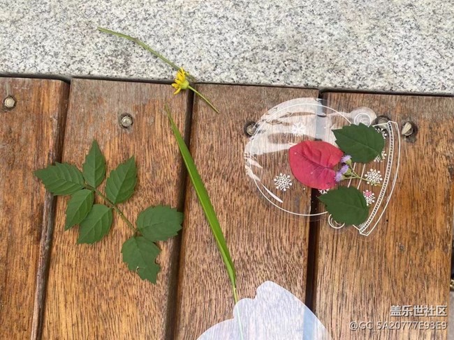 【金色回忆】秋叶