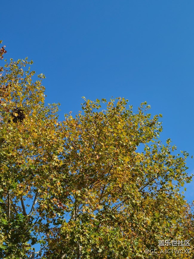 【金色回忆】秋天的回忆