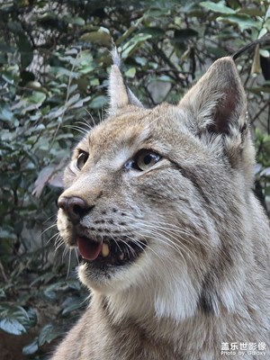 猞猁