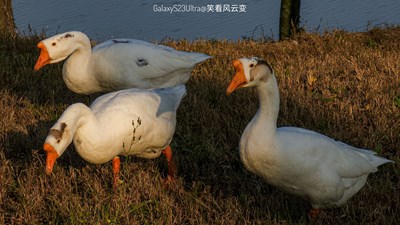 GalaxyS23Ulltra   夕阳里的几只鹅