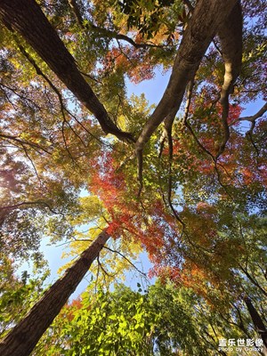 【冬季城市风光】+ 秋霞圃红枫