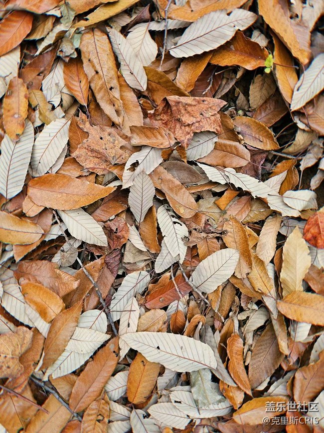 【新冬可期】遇见心中所盼的那份宁静