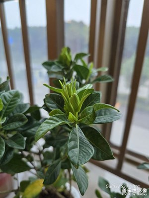辦公室的綠植煥發新生啦