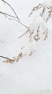 晚来天欲雪，能饮一杯无？