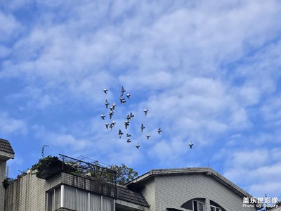 【冬季城市风光】+ 群鸟