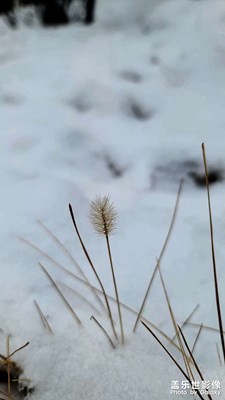 晚来天欲雪，能饮一杯无？