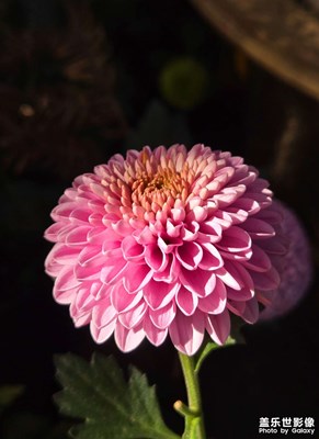 【多元化的世界】+菊花盛开的初冬