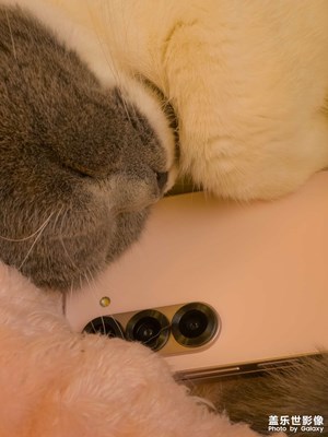 Galaxy Z Fold/Flip6与猫猫