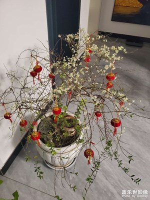 小灯笼