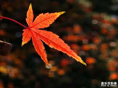 【多元化的世界】那片红枫